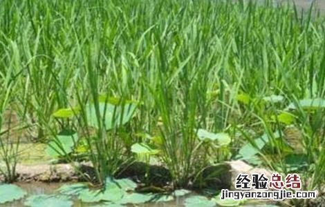 荸荠的施肥技术 种荸荠技术