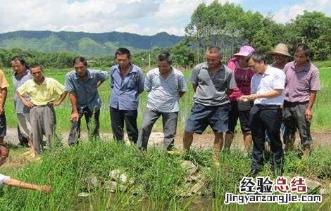 荸荠的施肥技术 种荸荠技术