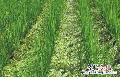 荸荠的施肥技术 种荸荠技术