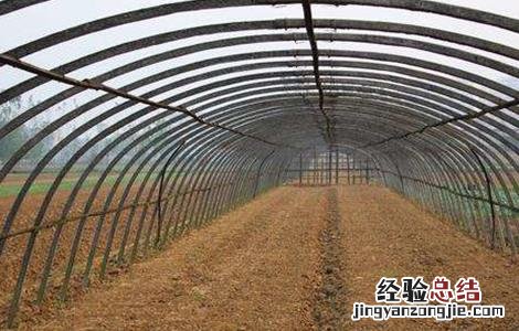 春大棚黄瓜种植管理技术 大棚黄瓜春管四项注意