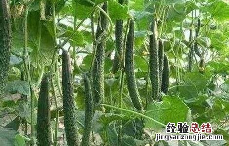 春大棚黄瓜种植管理技术 大棚黄瓜春管四项注意