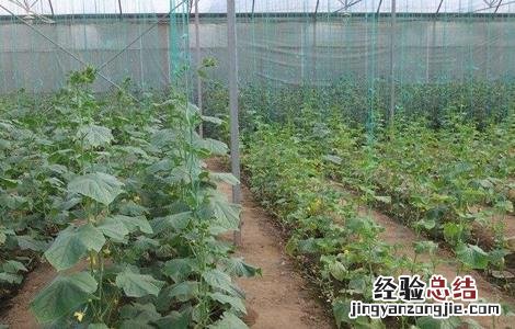 春大棚黄瓜种植管理技术 大棚黄瓜春管四项注意