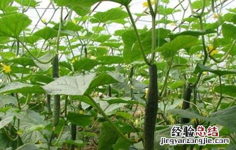 春大棚黄瓜种植管理技术 大棚黄瓜春管四项注意