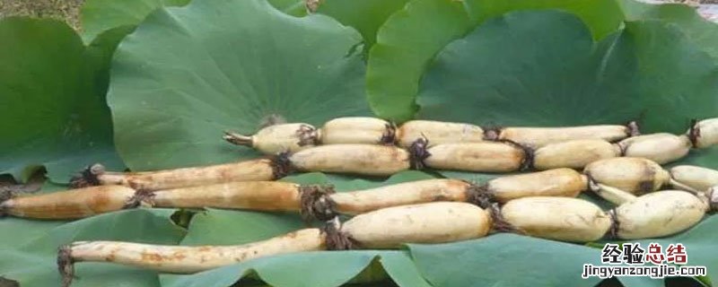 莲藕买回来怎么保鲜 藕贩子如何保鲜莲藕