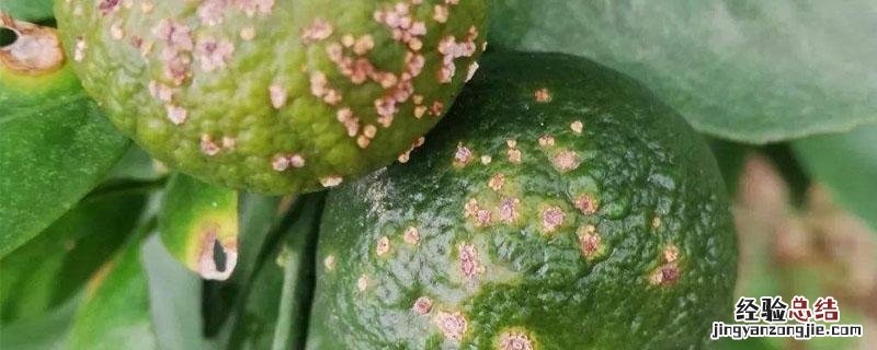 世高苯醚甲环唑用法用量 世高苯醚甲环唑用法