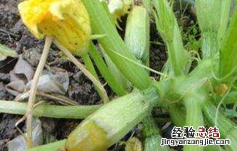 西葫芦烂花的原因及防治方法 西葫芦烂花的原因及防治方法图片