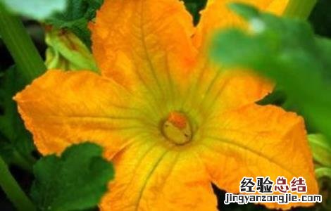 西葫芦烂花的原因及防治方法 西葫芦烂花的原因及防治方法图片