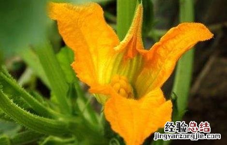 西葫芦烂花的原因及防治方法 西葫芦烂花的原因及防治方法图片