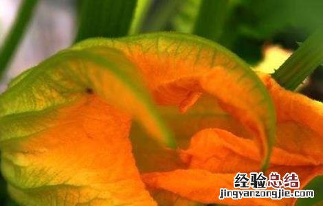 西葫芦烂花的原因及防治方法 西葫芦烂花的原因及防治方法图片