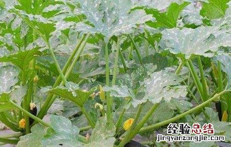 西葫芦枯萎病怎么治 西葫芦死棵原因及防治方法