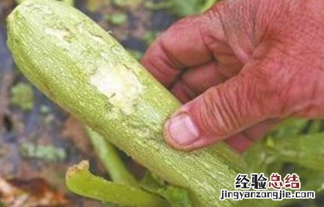 西葫芦枯萎病怎么治 西葫芦死棵原因及防治方法