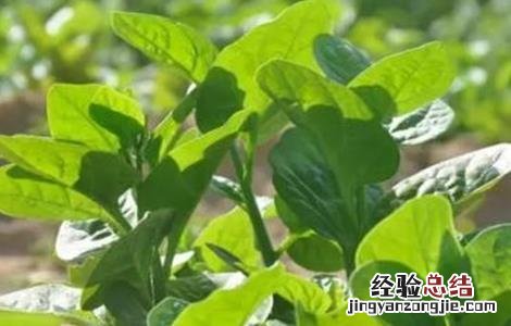 木耳菜病害防治图 木耳菜病虫害防治技术