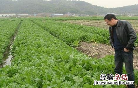 雪菜田间管理技术 种植雪里红菜的田间管理