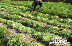 雪菜田间管理技术 种植雪里红菜的田间管理