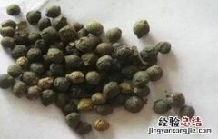 木耳菜种子催芽方法 木耳菜种子催芽方法图片