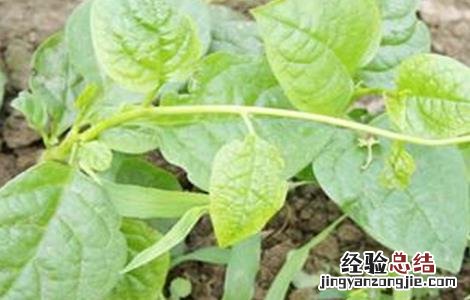 木耳菜种子催芽方法 木耳菜种子催芽方法图片