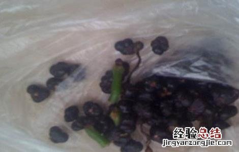 木耳菜种子催芽方法 木耳菜种子催芽方法图片