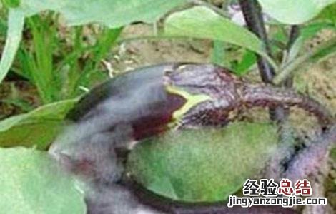 茄子畸形果多怎么回事 茄子畸形果产生原因及防治方法
