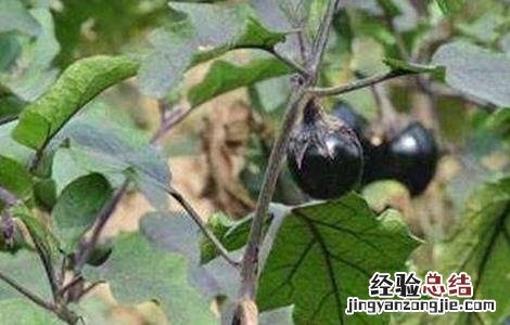 茄子畸形果多怎么回事 茄子畸形果产生原因及防治方法