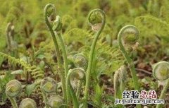 薇菜种植技术 薇菜如何种植