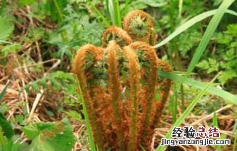 薇菜种植技术 薇菜如何种植