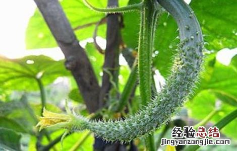 黄瓜茎杆开裂原因及防治方法 黄瓜茎秆开裂怎么办