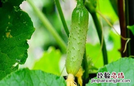 黄瓜茎杆开裂原因及防治方法 黄瓜茎秆开裂怎么办