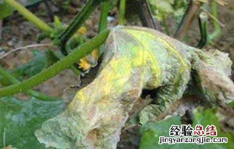 黄瓜茎杆开裂原因及防治方法 黄瓜茎秆开裂怎么办