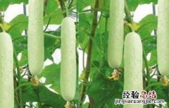 白黄瓜种植技术 白黄瓜种植技术和管理视频