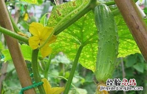 白黄瓜种植技术 白黄瓜种植技术和管理视频