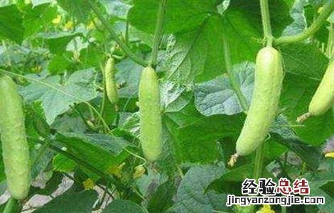 白黄瓜种植技术 白黄瓜种植技术和管理视频