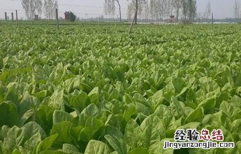 莴苣的育苗方法 莴苣的育苗方法图片