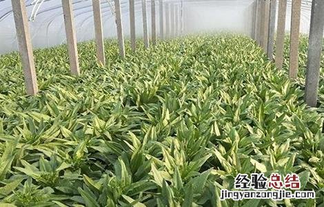 莴苣的育苗方法 莴苣的育苗方法图片
