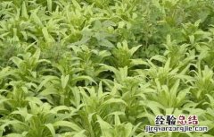 莴苣的育苗方法 莴苣的育苗方法图片