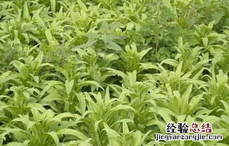 莴苣的育苗方法 莴苣的育苗方法图片