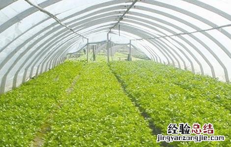反季节蔬菜的施肥技术教案 反季节蔬菜的施肥技术