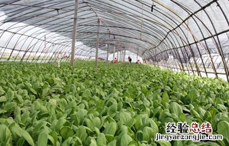 反季节蔬菜的施肥技术教案 反季节蔬菜的施肥技术