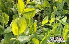 反季节蔬菜的施肥技术教案 反季节蔬菜的施肥技术