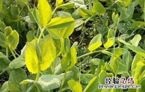 反季节蔬菜的施肥技术教案 反季节蔬菜的施肥技术