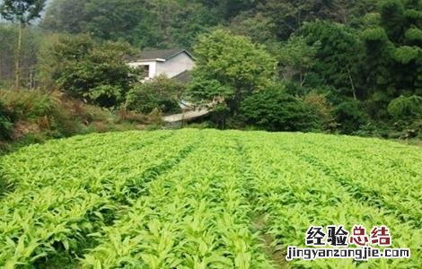 反季节蔬菜的施肥技术教案 反季节蔬菜的施肥技术