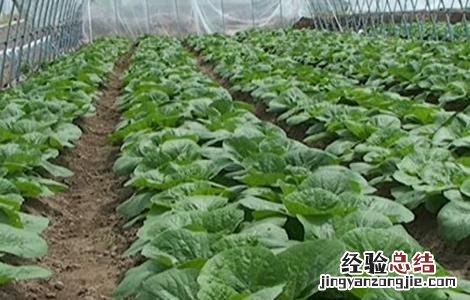 反季节蔬菜的施肥技术教案 反季节蔬菜的施肥技术