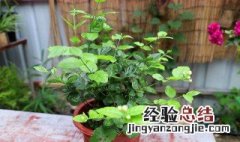 孩子书房养什么植物好呢 孩子书房养什么植物好