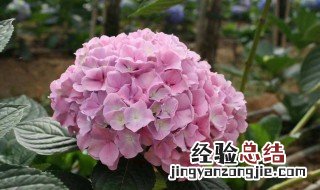 绣球小苗当年能开花吗 绣球小苗当年能开花吗图片