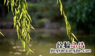 柳树叶的功效与作用及药用价值 柳树叶的功效与作用