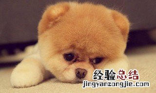 狗狗容易掉毛吃什么维生素 狗狗容易掉毛吃什么