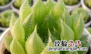 水晶掌养殖方法图解 水晶掌养殖方法