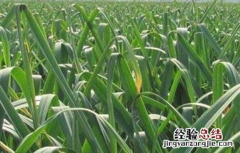 大蒜抽薹期注意事项 大蒜抽薹期的管理要点