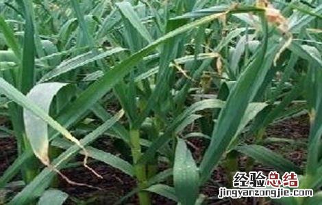 大蒜抽薹期注意事项 大蒜抽薹期的管理要点