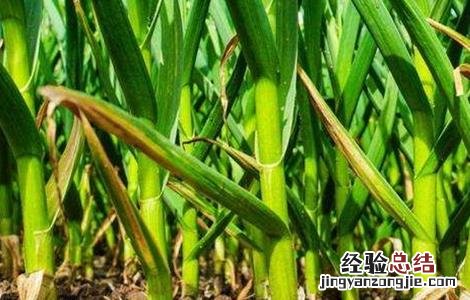 大蒜抽薹期注意事项 大蒜抽薹期的管理要点