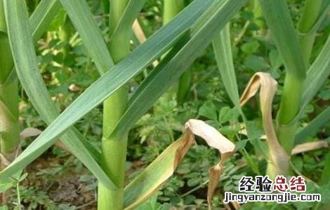 大蒜抽薹期注意事项 大蒜抽薹期的管理要点